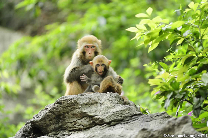 photo of rhesus monkeys